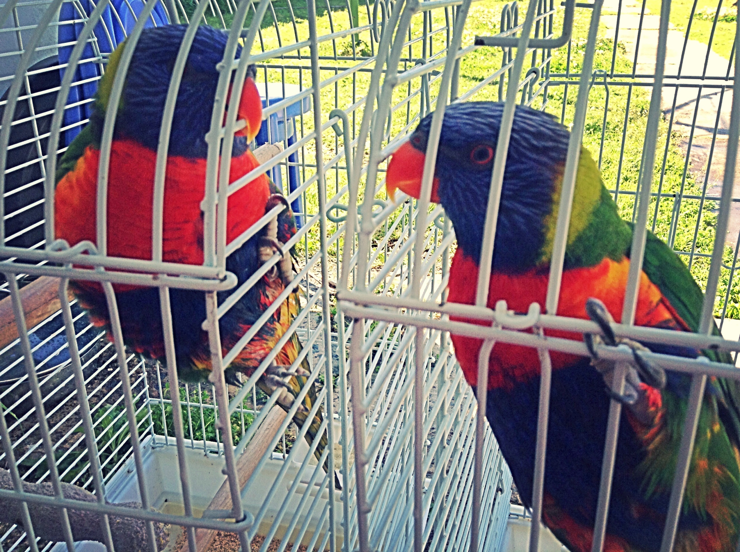 “La libertad de los pájaros”